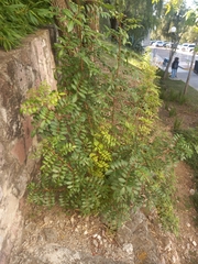 Azadirachta indica