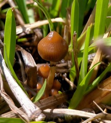 Psilocybe
