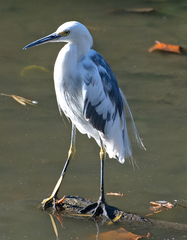 Egretta caerulea × thula