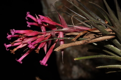 Tillandsia geminiflora