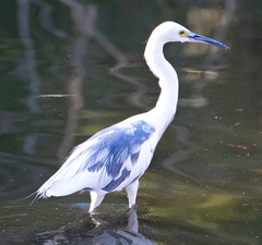 Egretta caerulea × thula