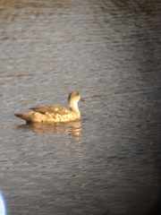 Lophonetta specularioides