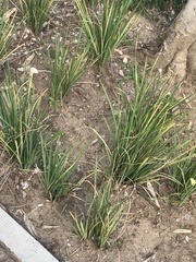 Asparagales