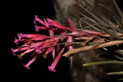 Tillandsia geminiflora