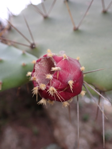 Image of Opuntia bergeriana by (c) Louis Aureglia, some rights reserved (CC BY)