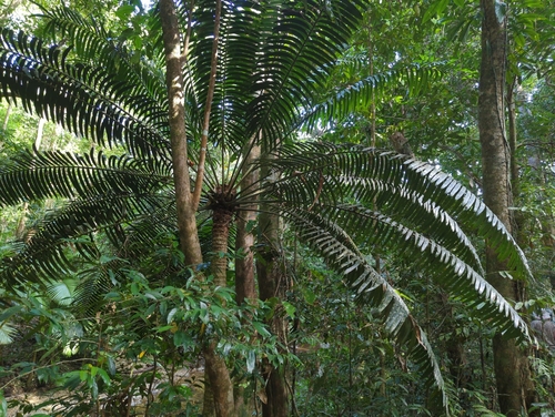 Image of Hope's Cycad (Lepidozamia hopei) by (c) Tom Field, some rights reserved (CC BY)