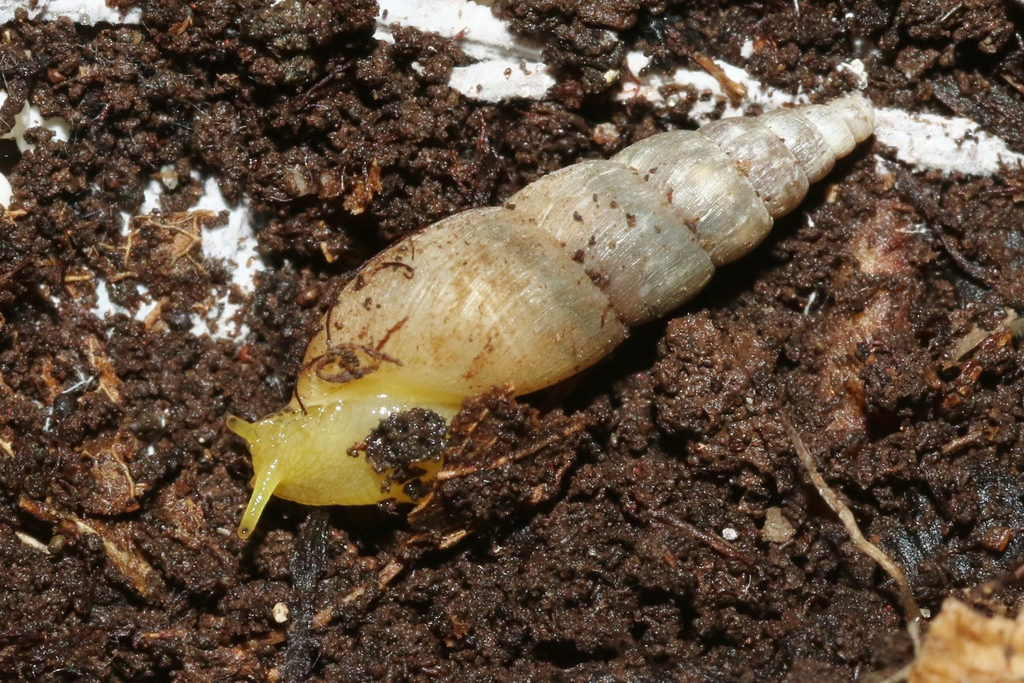 Indonesian Awlsnail (Gastropoda (snails and slugs) of the Chagos Archipelago) · iNaturalist