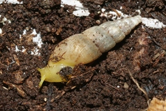 Paropeas achatinaceum