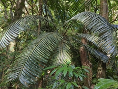 Lepidozamia hopei