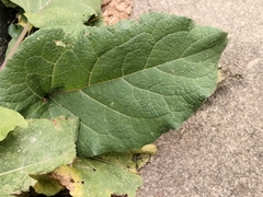 Arctium
