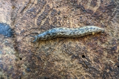 Philomycus carolinianus