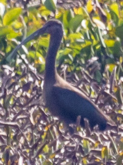 Plegadis falcinellus