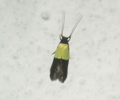 Opogona dimidiatella