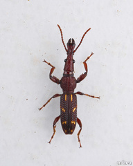 Brentinae