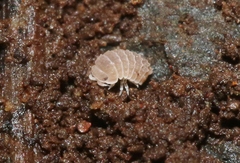 Reductoniscus costulatus