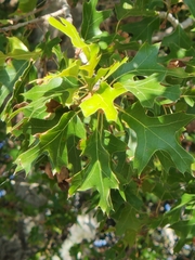 Quercus buckleyi