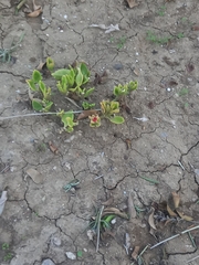 Mesembryanthemum cordifolium