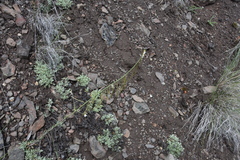 Boechera retrofracta