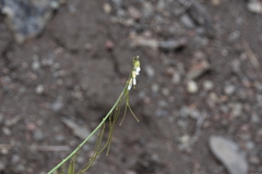 Boechera retrofracta