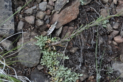 Boechera retrofracta