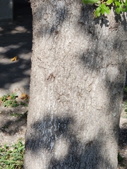 Quercus buckleyi