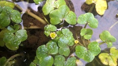 Ranunculus hederaceus
