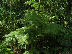 Cyatheales