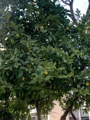 Psidium guajava