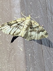 Xanthorhoe lacustrata