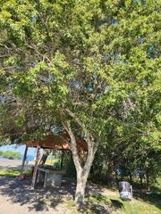 Quercus buckleyi