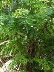 Cyatheales