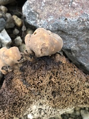 Pisolithus tinctorius