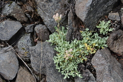 Antennaria parvifolia