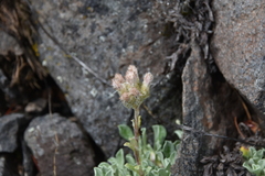 Antennaria parvifolia