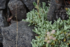 Antennaria parvifolia
