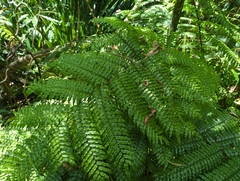 Cyatheales