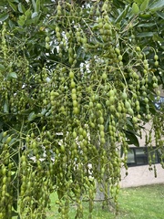 Styphnolobium japonicum