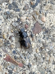 Chilothorax distinctus