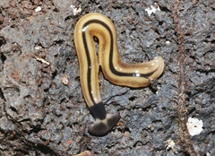 Bipalium vagum