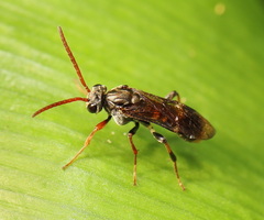 Pergidae