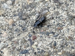 Chilothorax distinctus