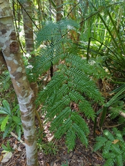 Cyatheales