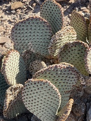 Opuntia basilaris basilaris
