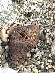 Pisolithus tinctorius