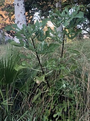 Ficus carica