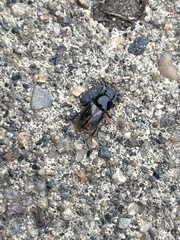 Chilothorax distinctus