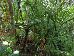 Cyatheales