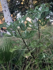 Ficus carica