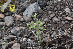 Lappula occidentalis occidentalis