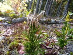 Dendrolycopodium